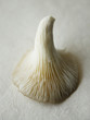 mushroom, upside-down