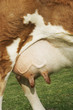 Brown cow outdoors, close-up of udder