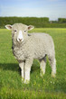 Lamb standing in green meadow looking to camera with blue sky
