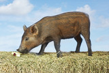 Photo: Brown pig sniffing food on hay against sky background, side view digital composite Brown pig sniffing food on hay against sky background, side view digital composite