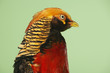 Pheasant on green background, close-up of head
