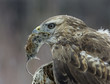 Goshawk holding mouse in beak, close-up