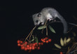 Dormouse sitting on rowan branch