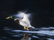 Mallard drake taking off, motion blur