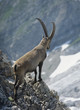 Alpine ibex male looking into valley