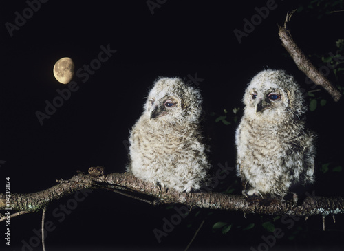 Photo: Two owlets perching on tree branch Two owlets perching on tree branch