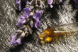 Essenza di lavanda