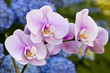 Pink Orchid Flowers