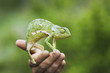 Man holding chameleon, close-up of hand