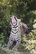 Leopard Panthera pardus lying in bushes, yawning