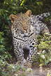 Leopard Panthera pardus lying in bushes