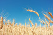 Grain field on blue sky