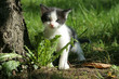 Chaton
