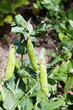 Detail of growing pea with pods and selective focus