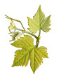 Naissance de feuilles Naissance de feuilles