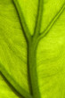 Green leaf