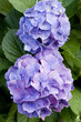 Foto: hortensien hortensien