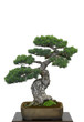 Bonsai