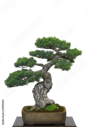 Bonsai