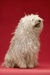 Cute Komondor dog, on red background