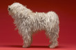 Cute Komondor dog, on red background