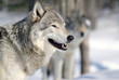 Gray Wolf