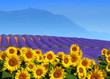 tournesol et lavande