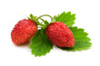 wild strawberries on white background