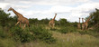 Netzgiraffen