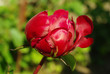 Rote Pfingsrosenblüte