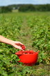 Picking Strawberries