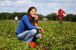 Picking strawberries