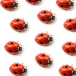 ladybugs on white ladybugs on white