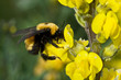 Bumblebee