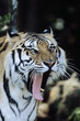 Tiger yawning
