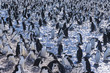 Large colony of Penguins gathering on ice