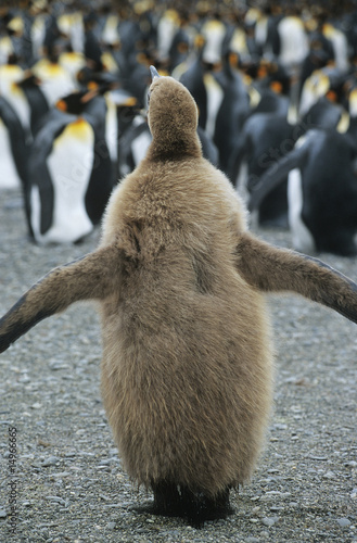 Photo: Penguin chick, adults in background Penguin chick, adults in background