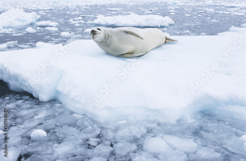 Photo: Fur Seal lying on ice flow Fur Seal lying on ice flow