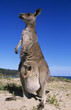 Kangaroo with joey in pouch on beach