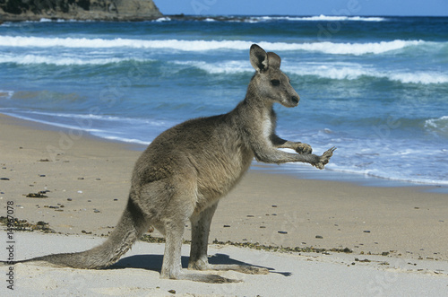 Photo: Kangaroo on beach Kangaroo on beach