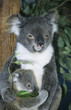 Koala baby with mother, sitting in tree