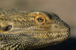Water dragon, close-up of head