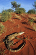 Goanna in desert