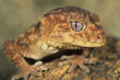 Gecko, close-up