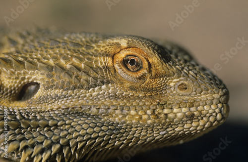 Foto: Water dragon, close-up of head Water dragon, close-up of head
