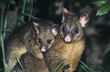 Two Possoms in grass at night