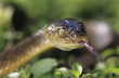 Brown snake, close-up