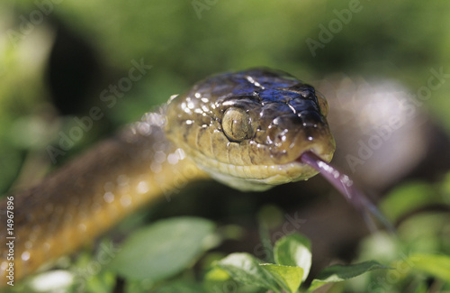 Photo: Brown snake, close-up Brown snake, close-up