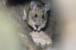Mouse in woodland