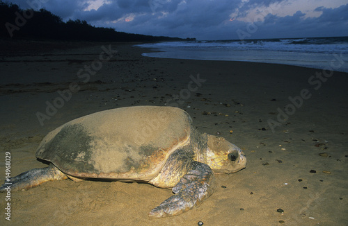 Photo: Leatherback Turtle on beach Leatherback Turtle on beach